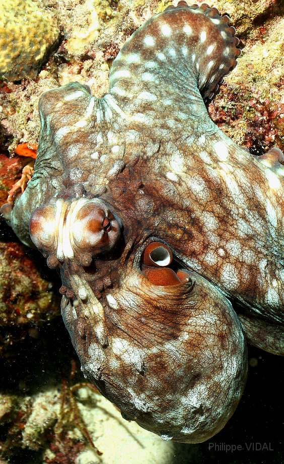 Raja Ampat 2016 - Octopus cyanea - Day Octopus - Poulpe ou Pieuvre - IMG_4035_rc.jpg